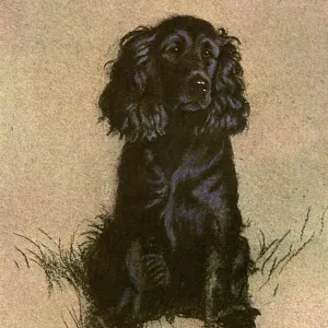 Cocker Spaniel Print by 1928, Shiny Black Coat