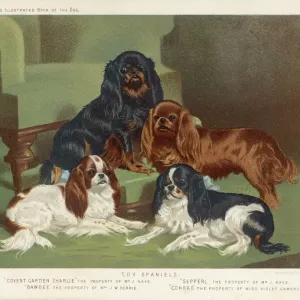 Four Colours Together Print: King Charles Spaniels Four Colours Together Print: King Charles Spaniels