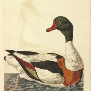 Cisne Común de Patas Cortas