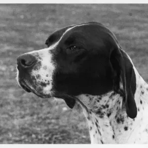 Print of a Liver and White Pointer, Crufts Best in Show 1958