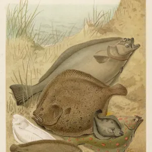 Flat Fish Print: Halibut, Turbot, Flounder and Others Flat Fish Print: Halibut, Turbot, Flounder and Others