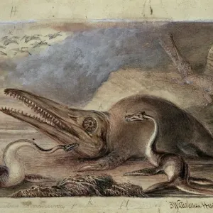 Early Jurassic Marine Reptiles Print