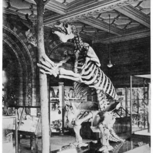 Megatherium Skeleton Print, 18ft Ground Sloth