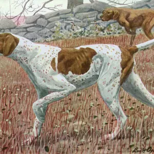 20th Century Pointer Print in Classic Pose
