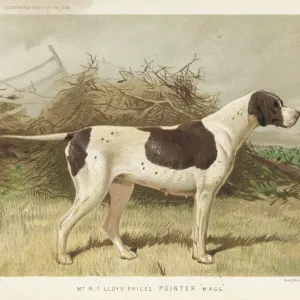 Classic Pointer Print