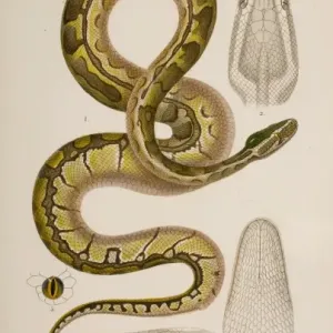 African Rock Python Print, Hand Coloured Lithograph
