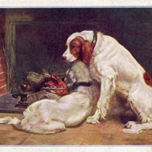 Red and White Irish Setters by the Fireplace Print