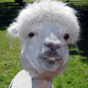 Alpaca