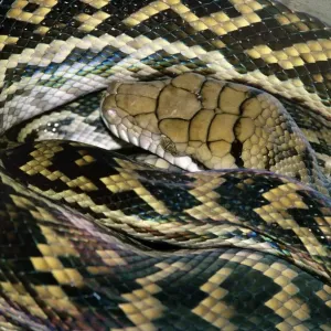 Python di ametistina/ammelanato/a testa da vicino