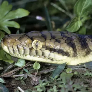 Python di ametrista/ ametristina/ a faccia ravvicinata