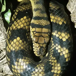 Python di ametrista / Ametrastina/Python a spira - cavo