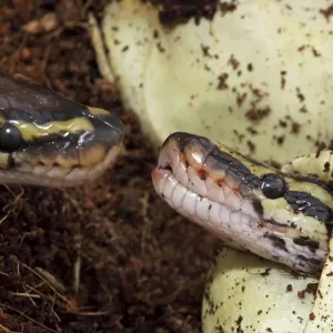 Ball Python Print - Captive Hatching from Egg Ball Python Print - Captive Hatching from Egg