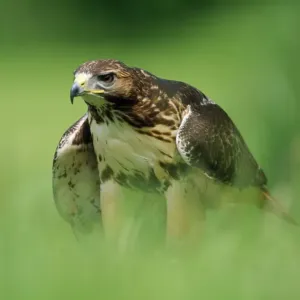 Red-tailed Hawk Print - Buteo jamaicensis Artwork Red-tailed Hawk Print - Buteo jamaicensis Artwork