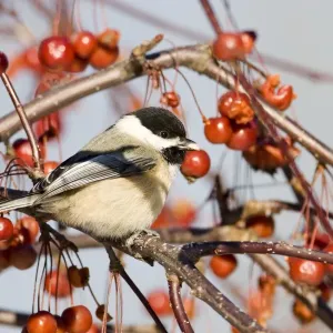 Black-capped Chickadee Print (Poecile atricapilla) JZ-2077