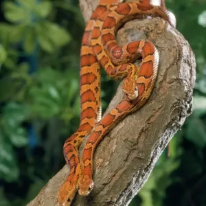 Serpente giarrettiera Immagini correlate