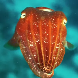 Cuttlefish Print, Sepia sp., Great Barrier Reef Cuttlefish Print, Sepia sp., Great Barrier Reef