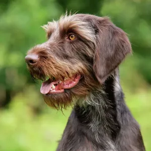 Gundog Immagini correlate