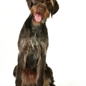 Ardea Wildlife Print of German Wire-Haired Pointer JD-22265
