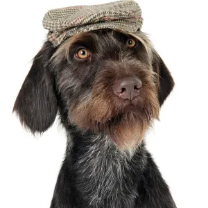 German Wire-Haired Pointer with Hat Print JD-22266