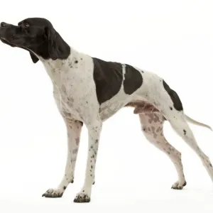 Ardea Wildlife Print - Dog Pointer LA-9243