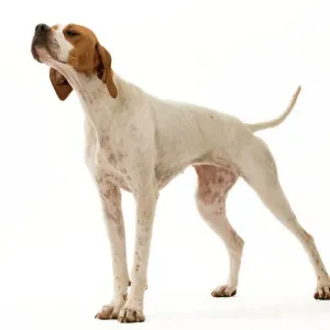 Ardea Wildlife Print - Dog Pointer LA-9241