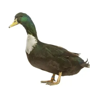 Duck di Duclair - in studio Duck di Duclair - in studio