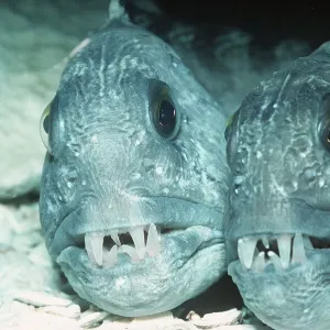 Pez lobo - pareja Pez lobo - pareja