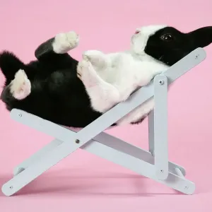 Dutch Rabbit in a Deckchair Print Dutch Rabbit in a Deckchair Print