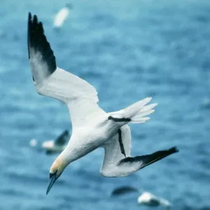 Plongeon de Goéland marin