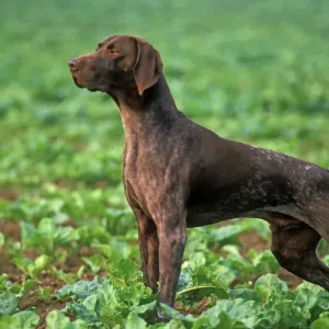 German Short-haired Pointer LA-3057 Print