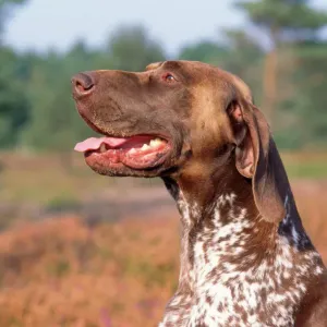 German Short-haired Pointer Dog Print JD-14625