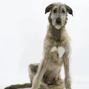 Irish Wolfhound JD-18778 Print by Ardea