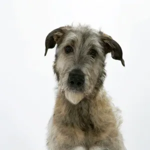 Irish Wolfhound JD-18779 Print by Ardea