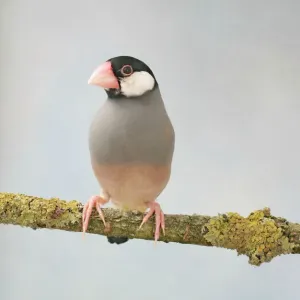 Java Sparrow Print - Front View