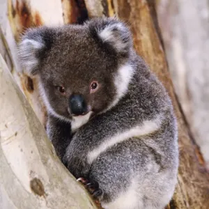 Koala in Tree Print, JPF-12861