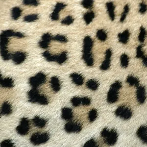 Leopard Print - Close-up of Coat, Namibia