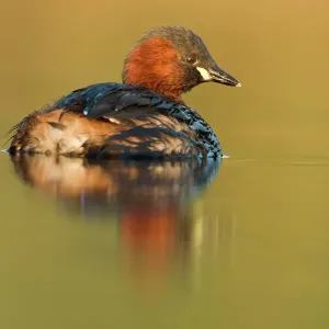 Little Grebe Print - Adult in summer plumage, Cleveland, UK Little Grebe Print - Adult in summer plumage, Cleveland, UK