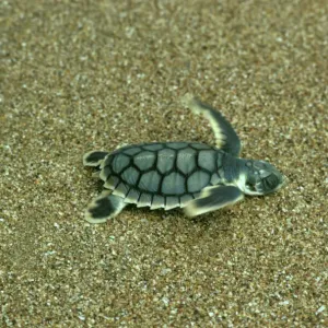 Loggerhead Turtle Hatchling Print, Mon Repos Beach, Australia