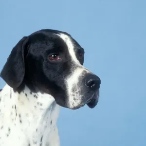 Pointer Dog Print - Head Study