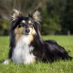 Sheltie ME-2048 Print Sheltie ME-2048 Print