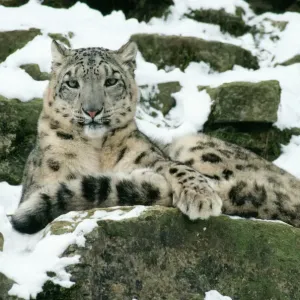 Snow Leopard Print - Uncia uncia