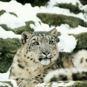 Snow Leopard Print - Panthera uncia