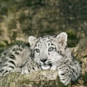 Snow Leopard Print - Uncia uncia