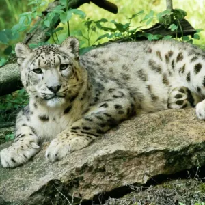 Snow Leopard Print (WAT-4569)