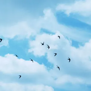 Common Swifts in Flight Print