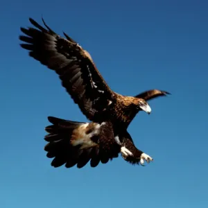 Aquila dalla coda a cuneo