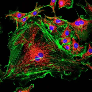 Cell Structure Print: Confocal Micrograph of Endothelial Cells