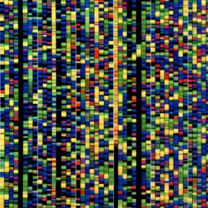 Computer Screen Print: Human DNA Sequence