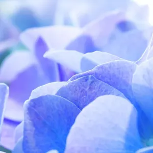 Hydrangea macrophylla Flower Petal Print