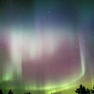 Aurora borealis Print over silhouetted conifer trees